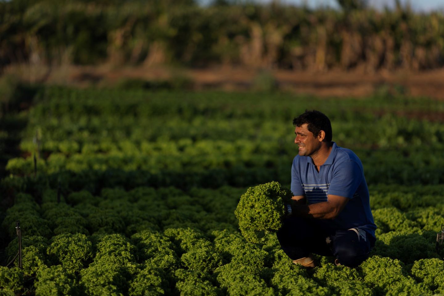 Tiago inspects his lettuce crop on his farm in Mossoró, Brazil. © IFAD/Ueslei Marcelino 