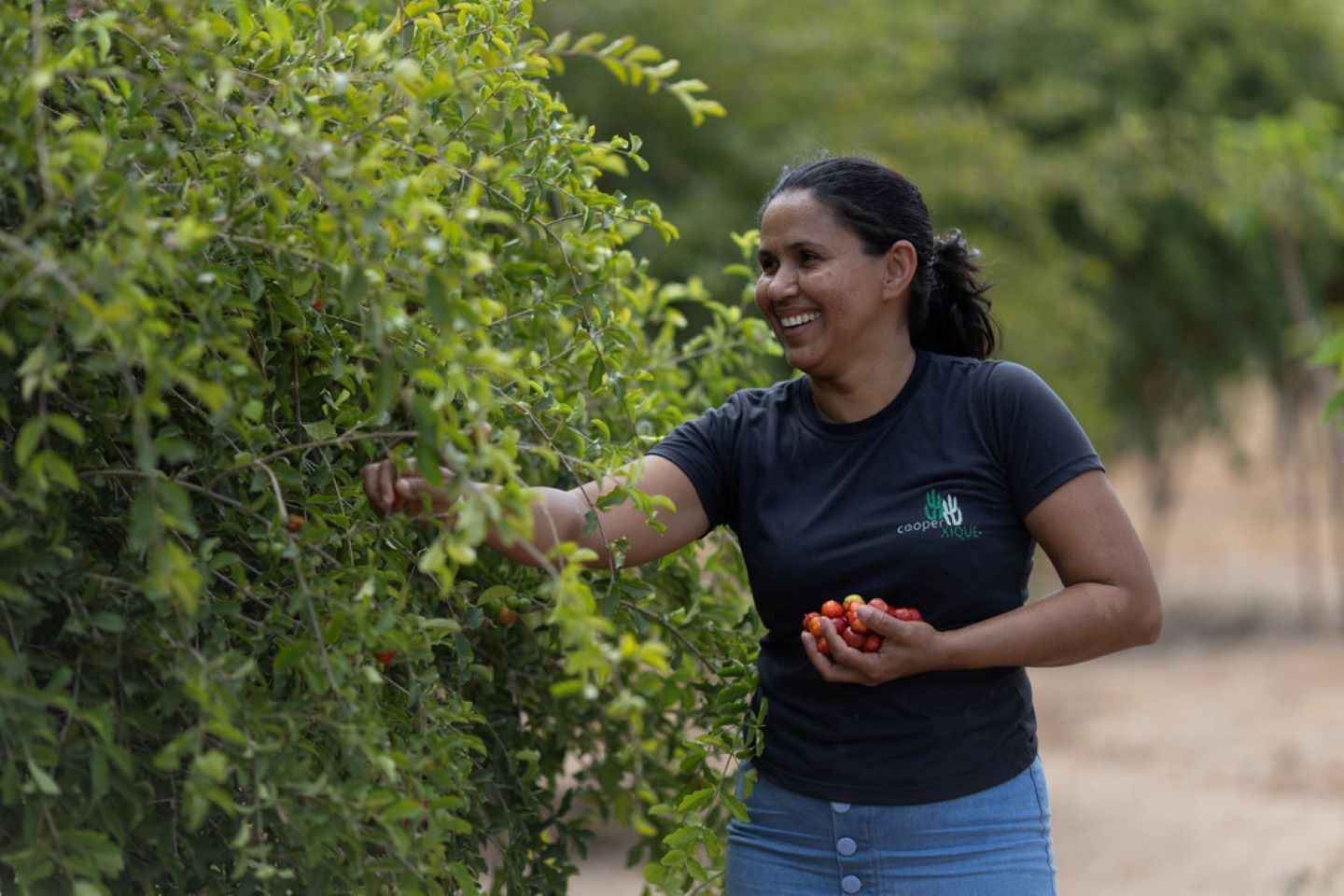 Ivoneide harvests acerola cherries to process at the plant where she works in Mossoró, Brazil. © IFAD/Ueslei Marcelino