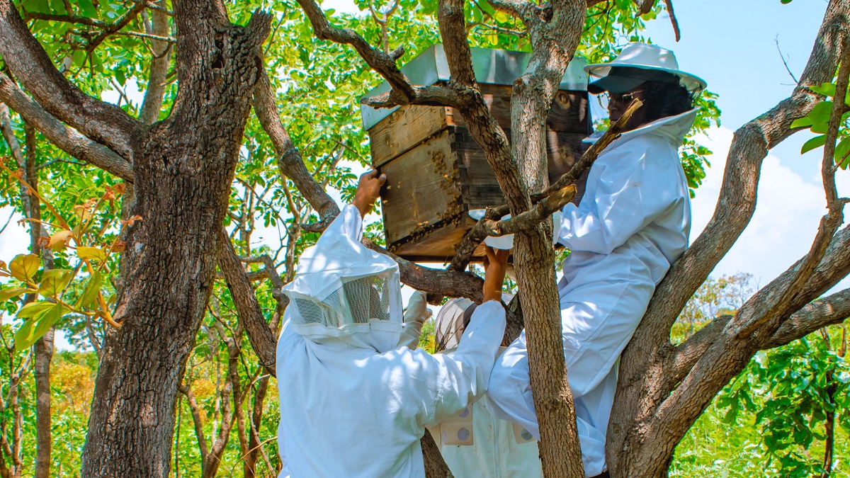 © Ovimbundu Filmes | Project participants learn to install a modern beehive in Bailundo, Angola.
