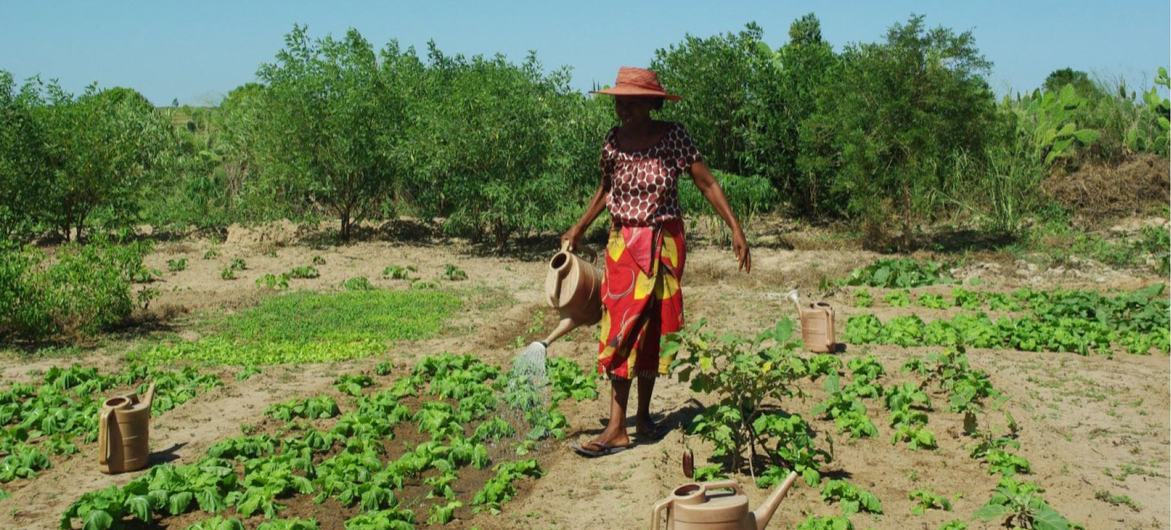 © RCO Madagascar A woman waters her vegetable garden, planted with support from the Food and Agriculture Organization.