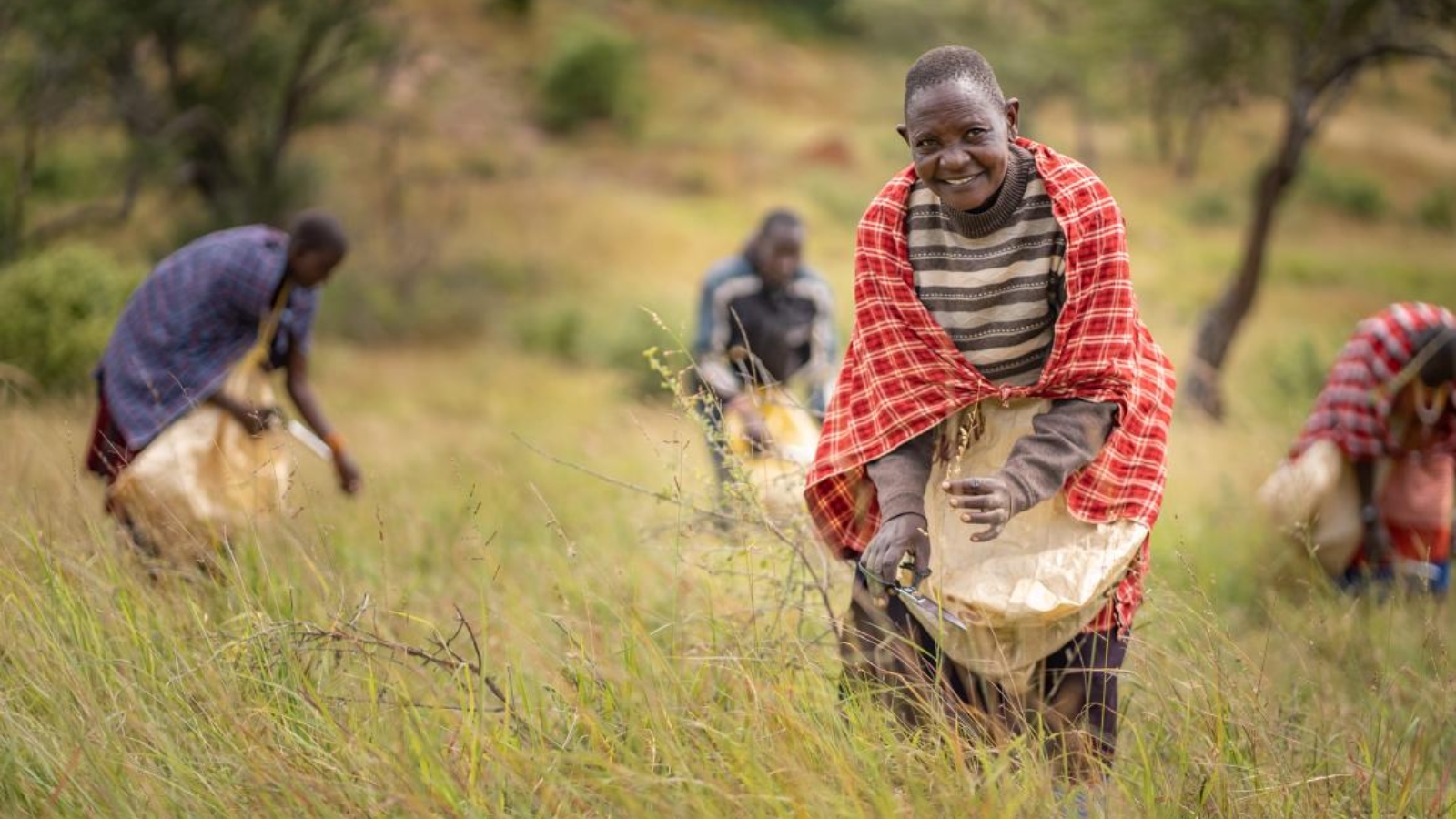 Rangeland restoration in Masai communities in Tanzania. The use of ancestral knowledge and native plants help restore biodiversity, stabilize watersheds, increase soil moisture and combat invasive species. Photo: UNDP Tanzania / Phil Kabuje