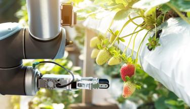 Agriculture technology , artificial intelligence concepts, Farmer use smart farm automation robot assistant image processing for detection weed ,spray chemical , replace worker and increase precision.