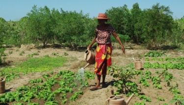 © RCO Madagascar A woman waters her vegetable garden, planted with support from the Food and Agriculture Organization.