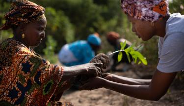 UNEP_Decade on Ecosystem Restoration_Forest Gardens_Senegal_Todd Brown