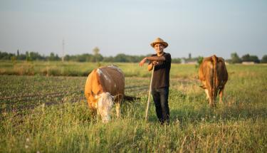 ©FAO/Javid Gurbanov