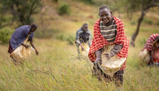 Rangeland restoration in Masai communities in Tanzania. The use of ancestral knowledge and native plants help restore biodiversity, stabilize watersheds, increase soil moisture and combat invasive species. Photo: UNDP Tanzania / Phil Kabuje